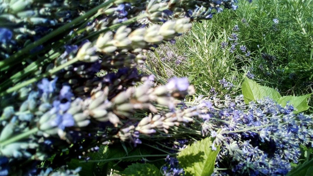 Soba Lavanda Кладово Екстер'єр фото